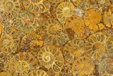 Composite Plate Of Agatized Ammonite Fossils #280970-1